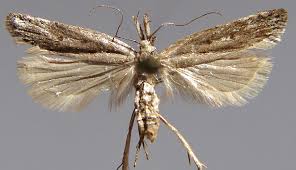 Image result for Scrobipalpula diffluella