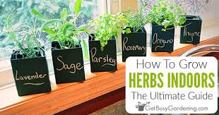 When to start herb garden indoors. How To Grow Herbs Indoors The Ultimate Guide Get Busy Gardening