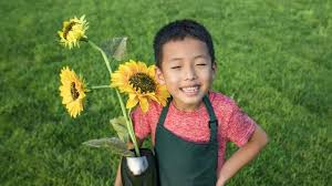 Sebelum menanam adenium, ada baiknya jika anda mengenali terlebih dahulu beberapa hal tentang tanaman ini. Mudah Dilakukan Begini Caranya Menanam Bunga Matahari Di Pot Tribunnews Com Mobile