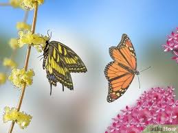Just like with bees, if you want to attract butterflies, there are certain flowers that are guaranteed to have them fluttering about your beds. 3 Ways To Feed Butterflies Wikihow
