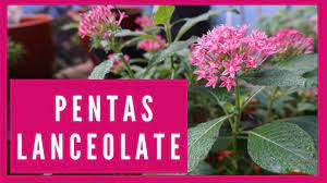 We did not find results for: Mengenal Tanaman Bunga Pentas Lanceolata Youtube