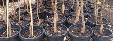 Growing bare root fruit trees is a great way to jump ahead and get started with a more mature fruit tree. Bare Rooted Fruit Trees Sustainable Gardening Australia