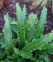 Image result for Asplenium uhligii