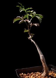 Image result for Cyphostemma congestum