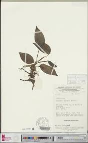 Image result for Manniella