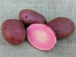 This is due to formation of chlorophyll (which is found in all green plants), however the green colour is a useful indicator that levels of certain toxins that are harmful to humans, known as glycoalkaloids, may be increased. Are Potatoes Poisonous Diy