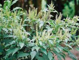 Image result for Ocimum angustifolium