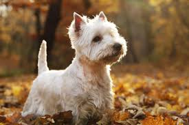 Westie puppies westies washing machine waiting home appliances wood house appliances woodwind instrument timber wood. Westie Puppies For Adoption Near Me Online Shopping