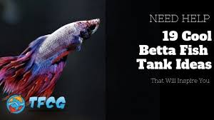 Click here to learn the minimum recommended tank size. Cool Betta Fish Tank Ideas 19 Beautiful Designs To Inspire You