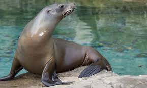 Maybe you would like to learn more about one of these? Perbedaan Anjing Laut Dan Singa Laut Jangan Bingung Baca Ini
