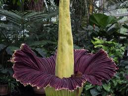 Merrimack flower shop & greenhouse is located in merrimack city of new hampshire state. How To Grow A Corpse Flower Dengarden Home And Garden