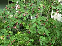 You find here service berry meaning, synonyms of service berry and images for service berry. Serviceberry Double El Agate Cd