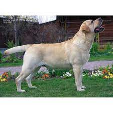 sobaki porody labrador retriver