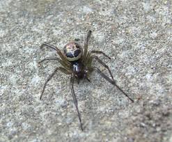 Where spiders require controlling, this is usually achieved by physical collection and web destruction. French News And Views In English The Connexion