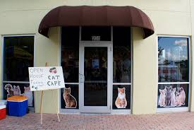 We are located at 360 state. Orlando Cat Cafe In Clermont Tasty Chomps A Local S Culinary Guide