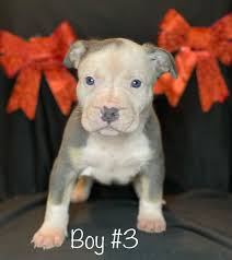 Danny Pace (@flyykennels256) • Instagram photos and videos