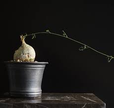 Image result for Adenia kirkii