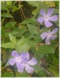 Periwinkle Ground Cover Shade Plants Cool Plants