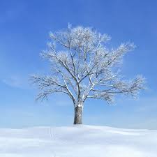 Snow Covered Bare Tree 3d Model Bare Tree Tree Snow