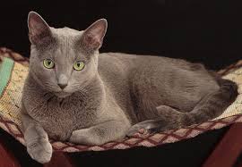However, there is another breed that is a variation of the russian blue. Russian Blue Cat Facts And Personality Traits Hill S Pet
