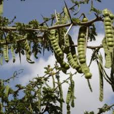 Image result for Dovyalis macrocalyx