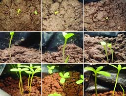 Any use of these photos must be accompanied by the appropriate variety name as labeled. The Process Of Growing Sunflower Plants Download Scientific Diagram