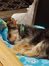 Maybe you would like to learn more about one of these? Seresto Small Dog Flea Tick Collar 9579447