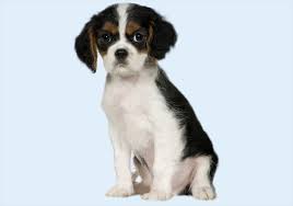 Maybe you would like to learn more about one of these? Puppies For Sale Buy Dogs In Dubai Best Dubai Pet Shop