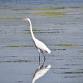 Birding by Boat