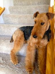 Find airedale terriers for sale on oodle classifieds. Airedale Puppies For Sale Scotland The Y Guide