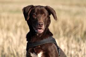 Das günstigste angebot beginnt bei € 150. Labrador In Not Vermittlung Tierschutzliga Stiftung