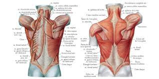 Le muscle appelé carré des lombes est souvent à 7. Creme Pour Grossir Les Muscles Biosanga Fr