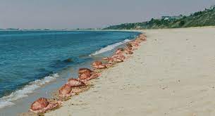 The beach house is a 2019 american horror film written and directed by jeffrey a. Filmkritik The Beach House 2020 Horrormagazin De