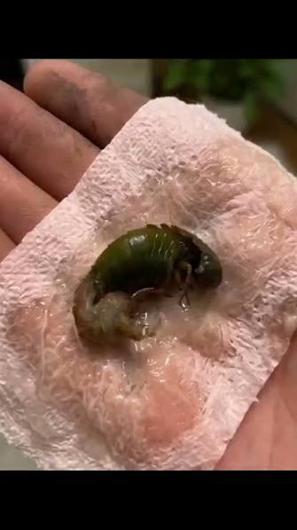 We found this in our bathroom. When I first saw it, I was really scared. My  husband came over and picked it up with a tissue. We’ve been staring at it  for twenty minute… See more | Laugh or Cry | ...