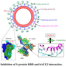 Tambah 6.594 kasus, hindari kerumunan. Inhibition Of S Protein Rbd And Hace2 Interaction For Control Of Sarscov 2 Infection Covid 19 Bentham Science