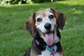 The miami county animal shelter is a county operated dog control agency dedicated to the health, safety and welfare of the citizens of miami county and to the safety, welfare and humane treatment of animals. Rainbow Rescues Inc Pet Rescue Pet Adoption Websites Pet Adoption