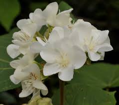 Image result for Dombeya acutangula