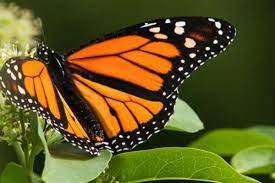 Mariposa Monarca Caracteristicas Habitat Alimentacion