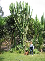 Image result for Euphorbia candelabrum
