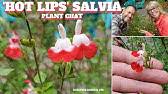 Planted hot lips about a year ago. Pruning Salvia Hotlips Broadband Youtube