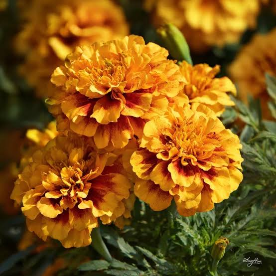 French Marigold Seeds – Vibrant Tagetes Patula, 300 Seeds