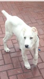 Get healthy pups from responsible and professional breeders at puppyspot. 2 Puppies For Sale Central Asian Shepherd Dog London North London Pets4homes