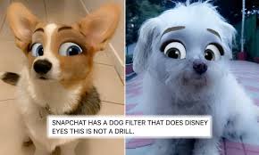 In fact, the tiktok app has no option to or any feature to search for a filter effect from the effects tab. How To Do The Disney Snapchat Pet Filter To Transform Your Four Legged Friend Capital