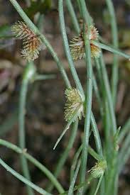 Image result for Lipocarpha micrantha