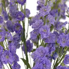 Image result for Delphinium