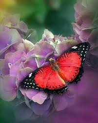 Black And Red Caterpillars On Azaleas Top 14 Most Beautiful Butterflies In The World Amazing Colors Shapes Beautiful Butterflies Butterfly Types Of Butterflies