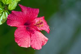 Feel free to send us your hibiscus wallpaper, we will select the best ones and publish them on this page. 5 449 Hibiscus Rosa Photos Free Royalty Free Stock Photos From Dreamstime