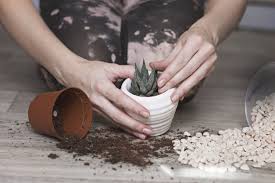 A light, porous potting mix allows the cactus plant roots to absorb the moisture they need without retaining too much moisture. Diy Potting Soil For Succulents Making Your Own Succulent Growing Medium