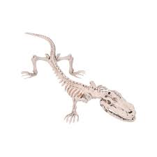Halloween Skeleton Crocodile Halloween Skeletons Halloween Skeleton Decorations Halloween Skull Decorations