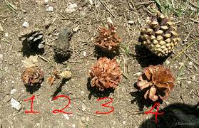 Check spelling or type a new query. De Paseo Por La Naturaleza Pinas Quien Se Las Comio